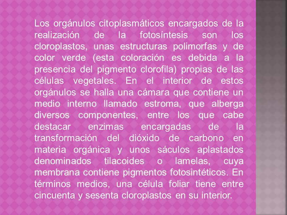 Los orgánulos citoplasmáticos encargados de la realización de la fotosíntesis son los cloroplastos, unas estructuras polimorfas y de color verde (esta coloración es debida a la presencia del pigmento clorofila) propias de las células vegetales.
