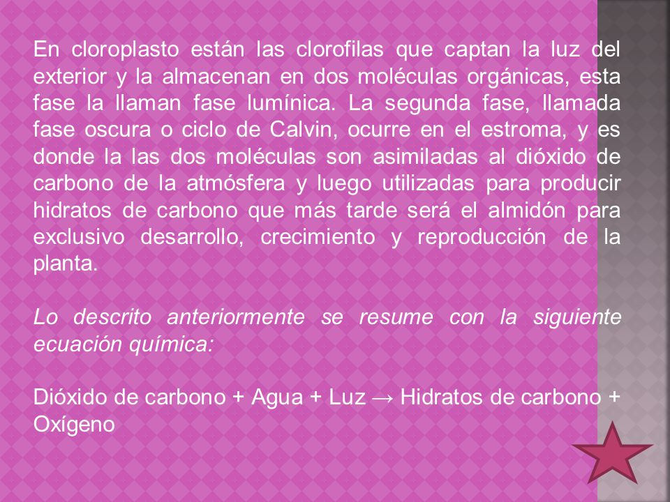 En cloroplasto están las clorofilas que captan la luz del exterior y la almacenan en dos moléculas orgánicas, esta fase la llaman fase lumínica. La segunda fase, llamada fase oscura o ciclo de Calvin, ocurre en el estroma, y es donde la las dos moléculas son asimiladas al dióxido de carbono de la atmósfera y luego utilizadas para producir hidratos de carbono que más tarde será el almidón para exclusivo desarrollo, crecimiento y reproducción de la planta.