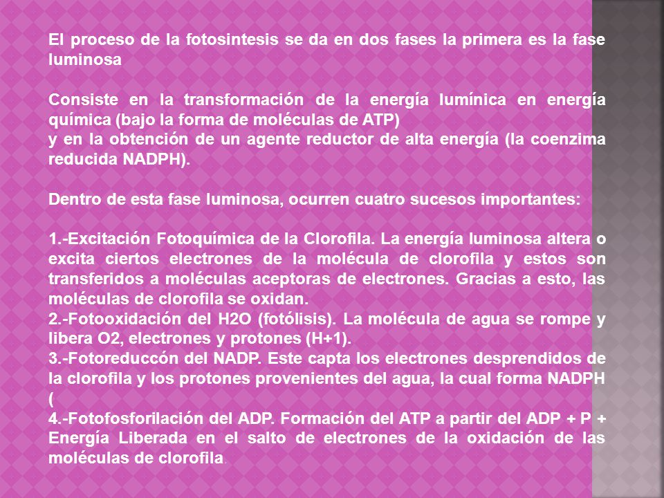 El proceso de la fotosintesis se da en dos fases la primera es la fase luminosa