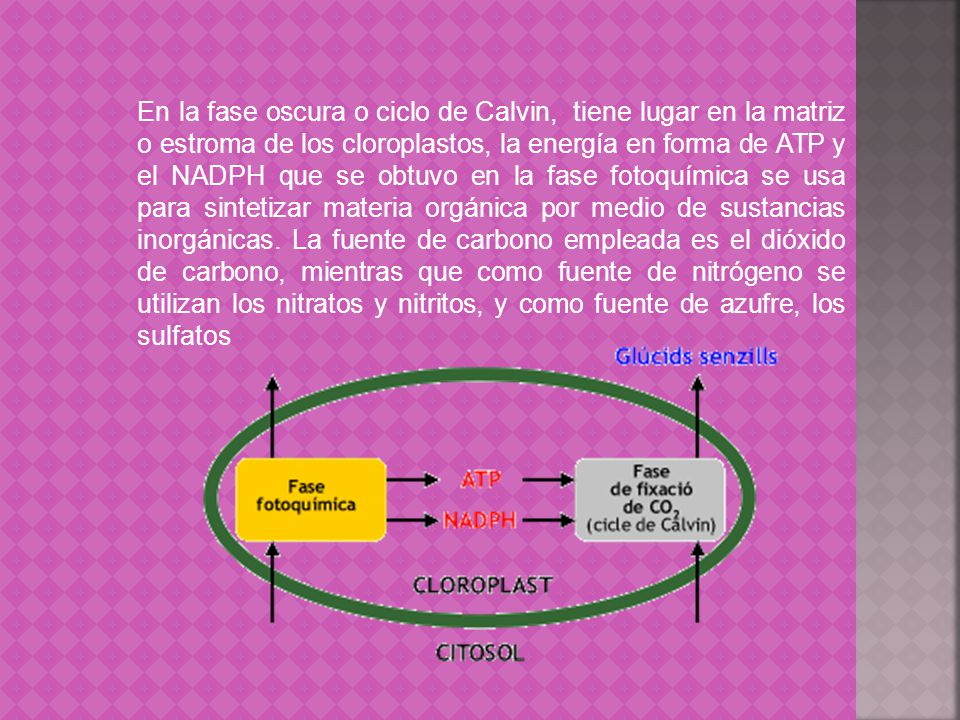 En la fase oscura o ciclo de Calvin, tiene lugar en la matriz o estroma de los cloroplastos, la energía en forma de ATP y el NADPH que se obtuvo en la fase fotoquímica se usa para sintetizar materia orgánica por medio de sustancias inorgánicas.