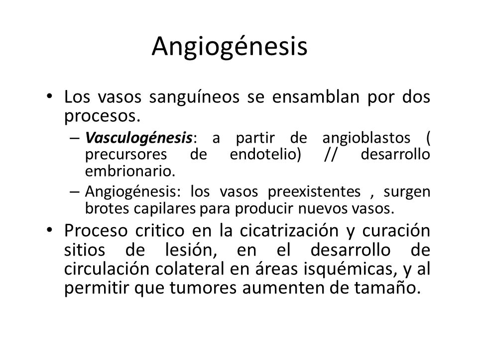 Angiogénesis Los vasos sanguíneos se ensamblan por dos procesos.