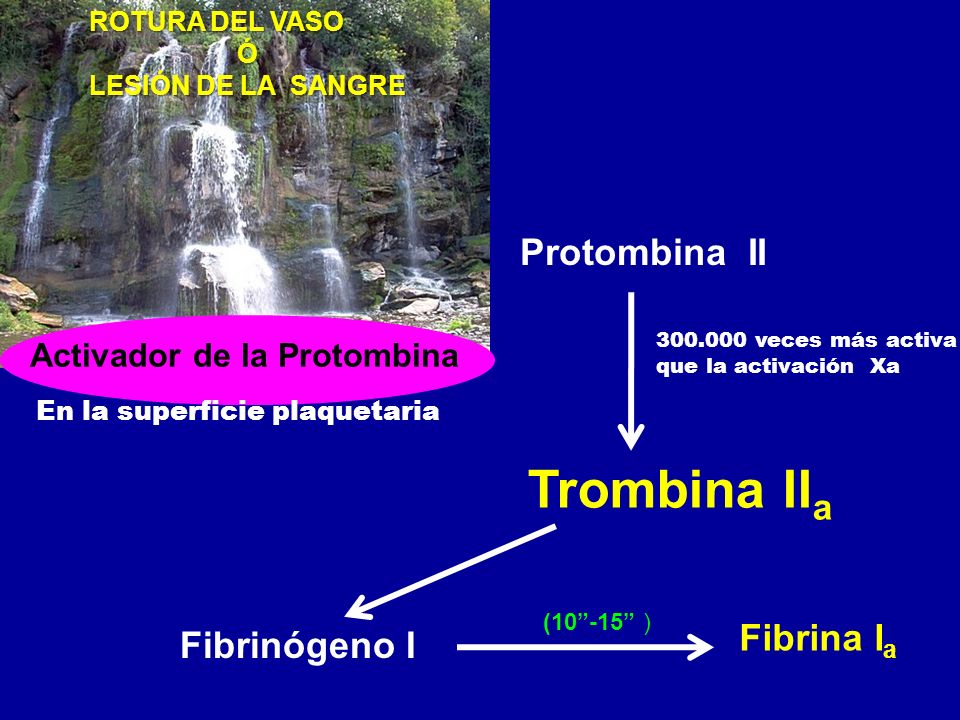 Activador de la Protombina