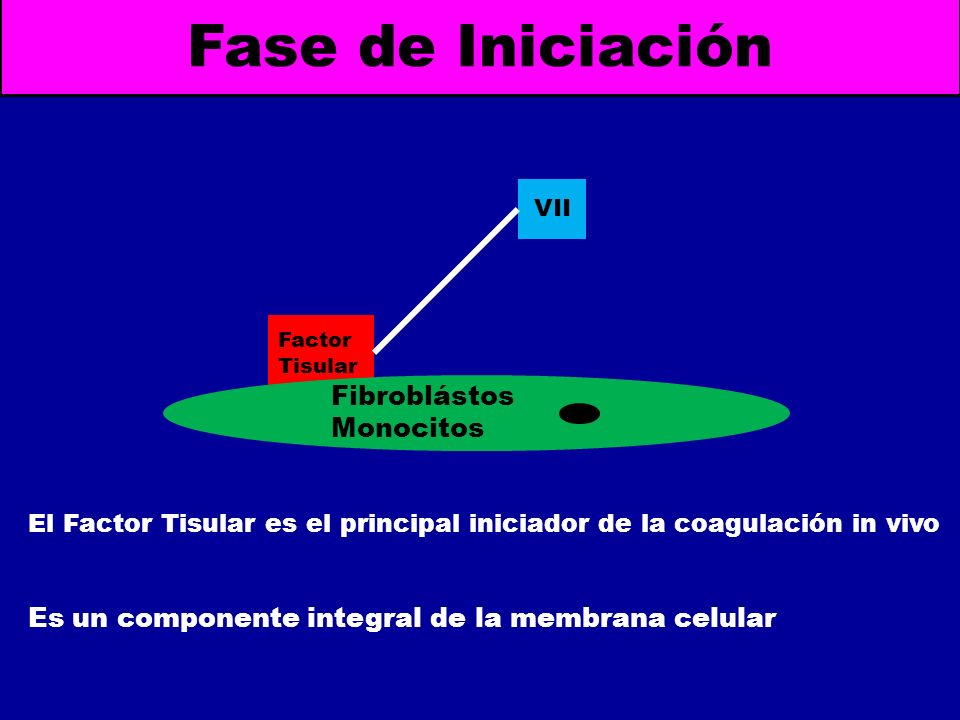 Fase de Iniciación Fibroblástos Monocitos