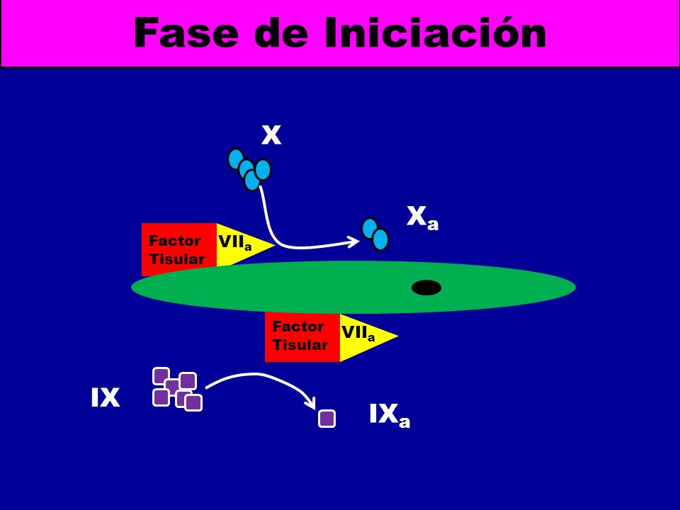 Fase de Iniciación X Xa Factor Tisular VIIa Factor Tisular VIIa IX IXa