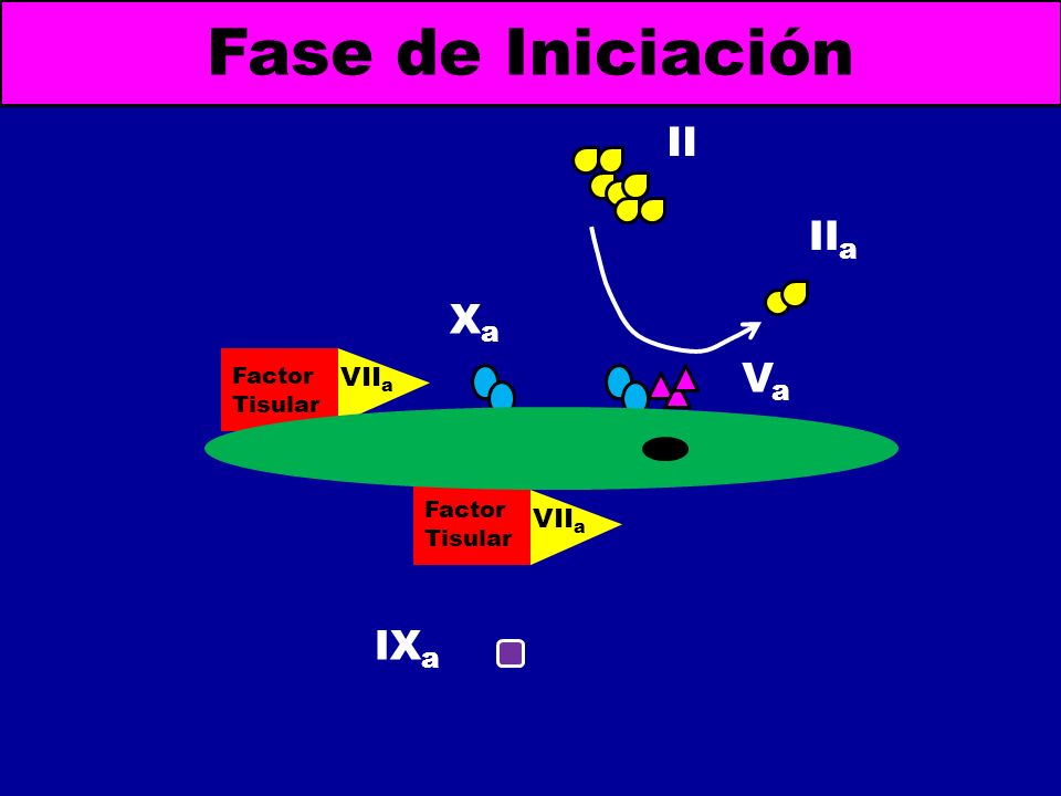 Fase de Iniciación II IIa Xa Va IXa VIIa VIIa Factor Tisular Factor