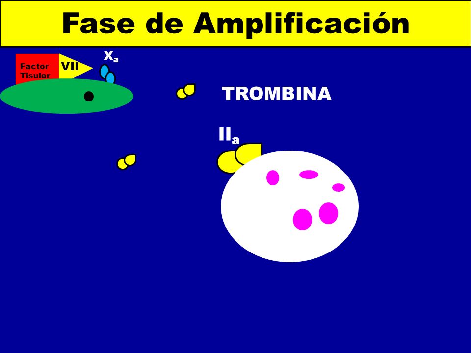 Fase de Amplificación Factor Tisular VIIa Xa TROMBINA IIa