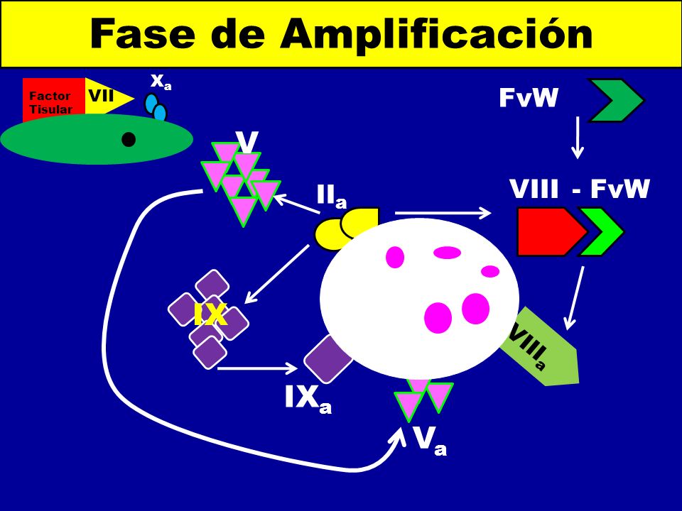 Fase de Amplificación V IX IXa Va FvW VIII - FvW IIa VIIIa Xa VIIa