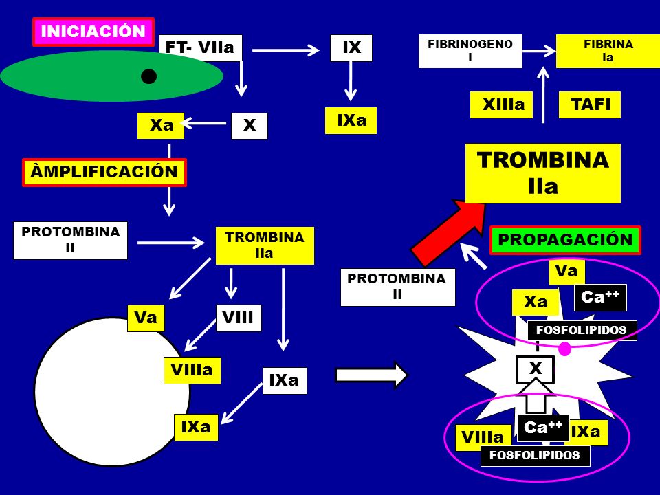 TROMBINA IIa INICIACIÓN FT- VIIa IX XIIIa TAFI IXa Xa X ÀMPLIFICACIÓN