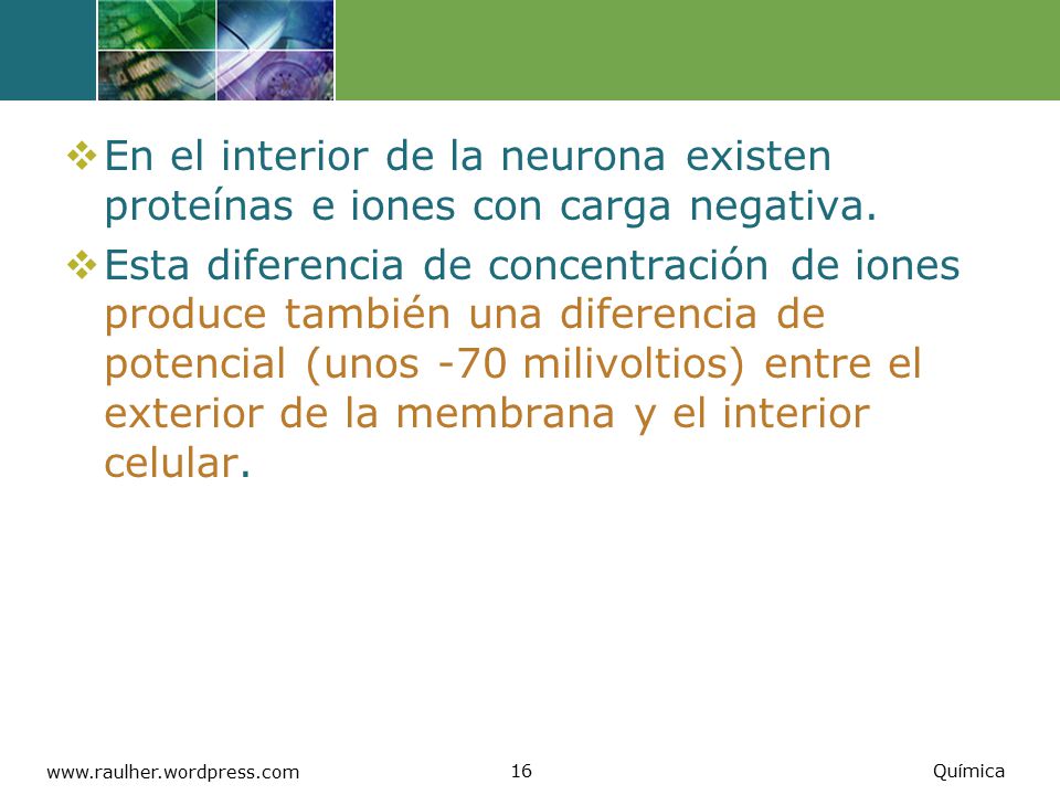 En el interior de la neurona existen proteínas e iones con carga negativa.