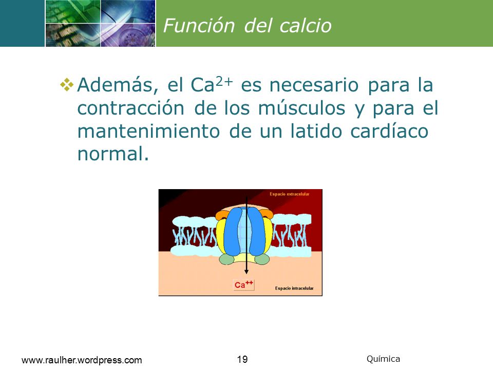 Función del calcio Además, el Ca2+ es necesario para la contracción de los músculos y para el mantenimiento de un latido cardíaco normal.