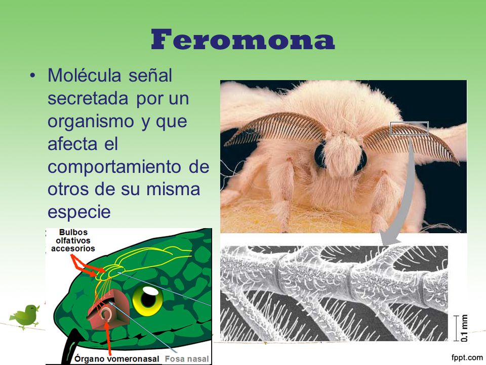 Feromona Molécula señal secretada por un organismo y que afecta el comportamiento de otros de su misma especie.