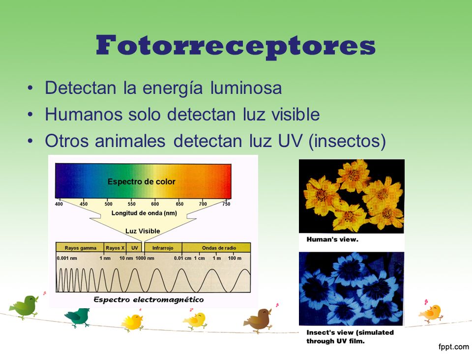 Fotorreceptores Detectan la energía luminosa