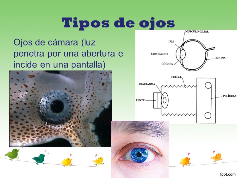 Tipos de ojos Ojos de cámara (luz penetra por una abertura e incide en una pantalla)