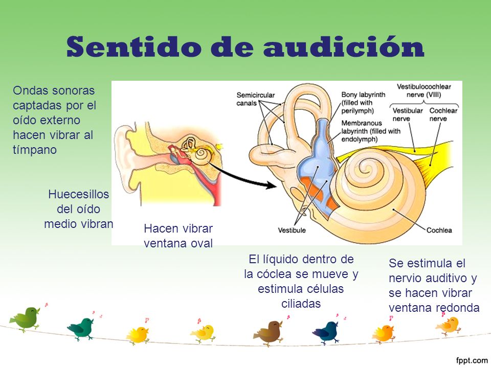 Sentido de audición Ondas sonoras captadas por el oído externo hacen vibrar al tímpano. Huecesillos del oído medio vibran.