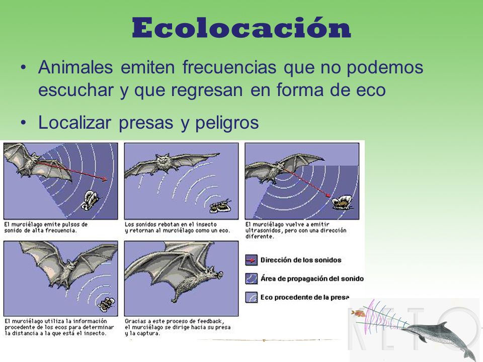 Ecolocación Animales emiten frecuencias que no podemos escuchar y que regresan en forma de eco.