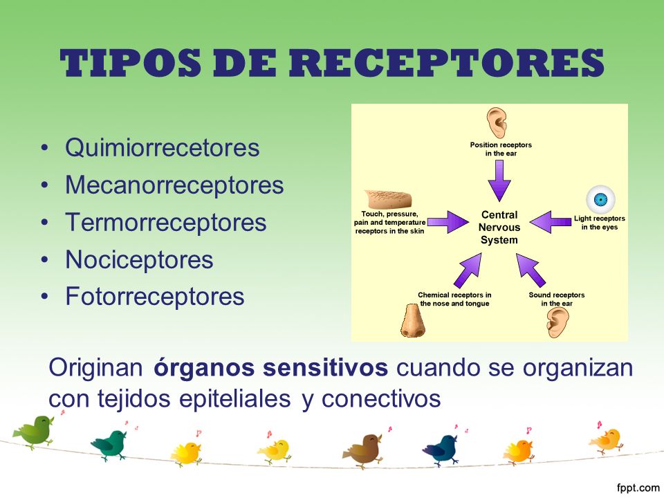 TIPOS DE RECEPTORES Quimiorrecetores Mecanorreceptores