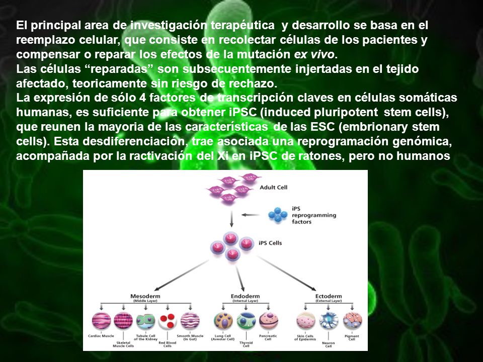 El principal area de investigación terapéutica y desarrollo se basa en el reemplazo celular, que consiste en recolectar células de los pacientes y compensar o reparar los efectos de la mutación ex vivo.