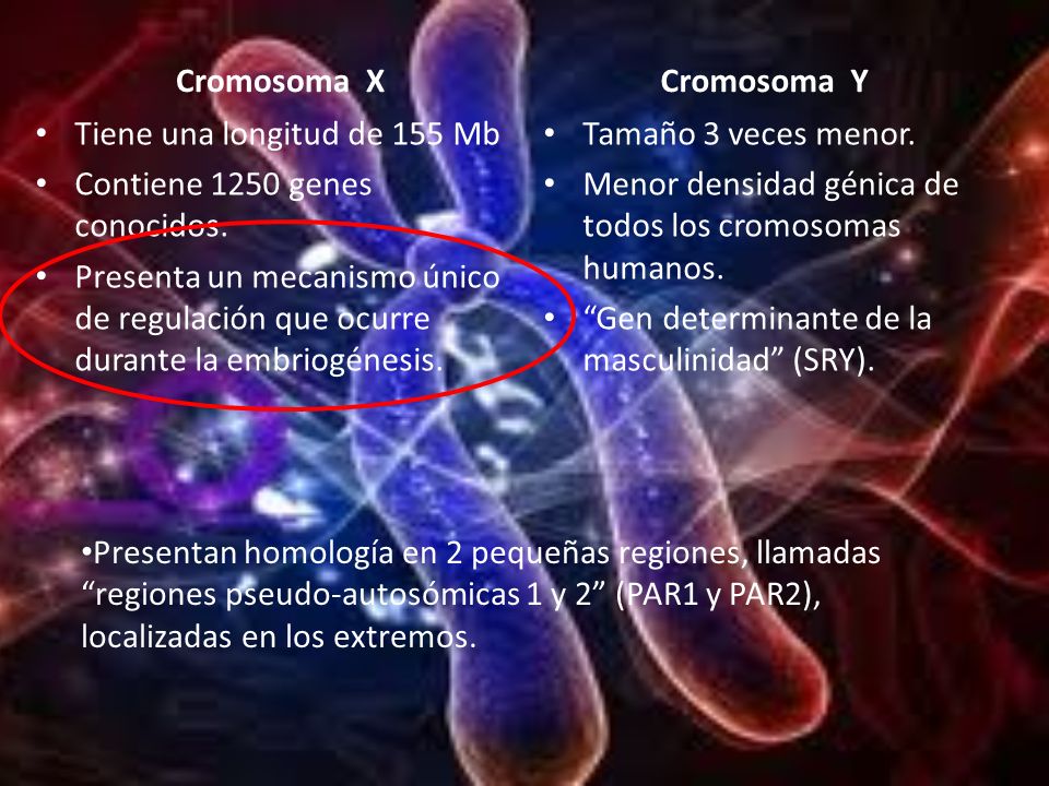 Cromosoma X Cromosoma Y. Tiene una longitud de 155 Mb. Contiene 1250 genes conocidos.