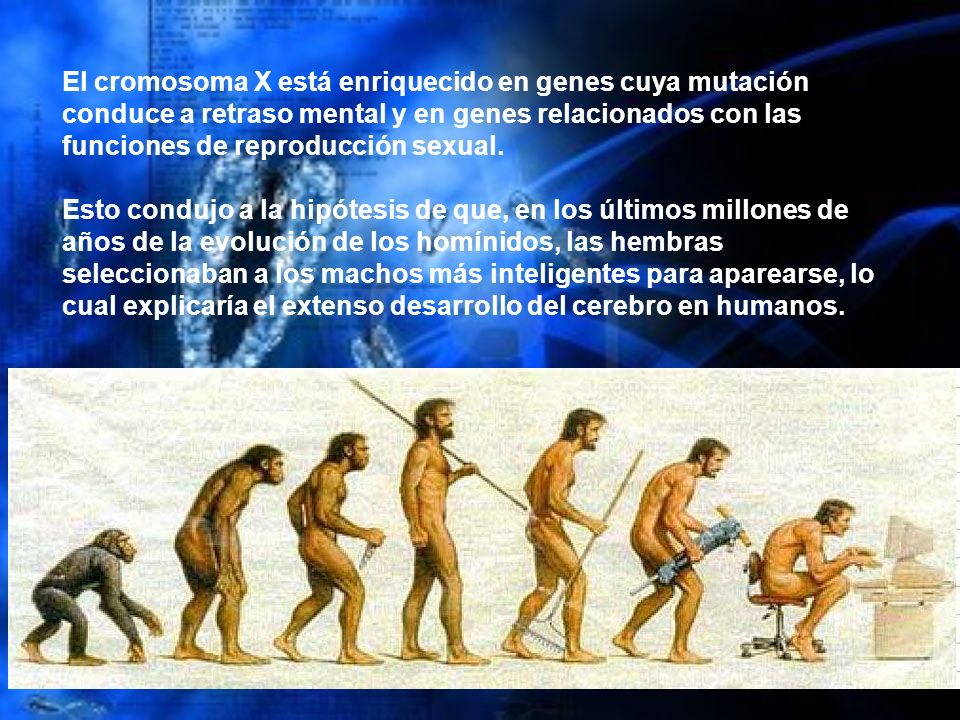 El cromosoma X está enriquecido en genes cuya mutación conduce a retraso mental y en genes relacionados con las funciones de reproducción sexual.