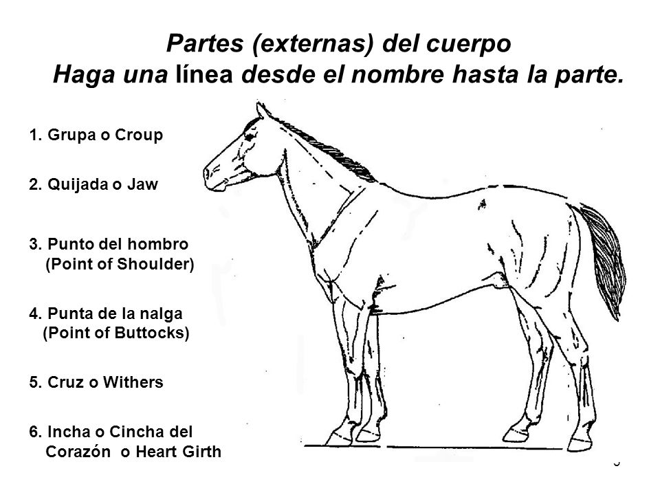 Partes (externas) del cuerpo Haga una línea desde el nombre hasta la parte.