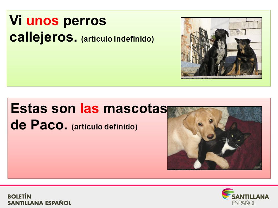 Vi unos perros callejeros. (artículo indefinido) Estas son las mascotas.