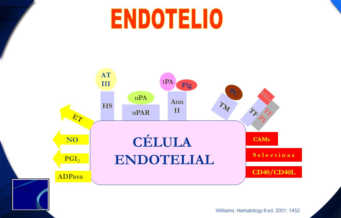 ENDOTELIO CÉLULA ENDOTELIAL ADPasa PGI2 NO ET HS AT III uPAR uPA Ann