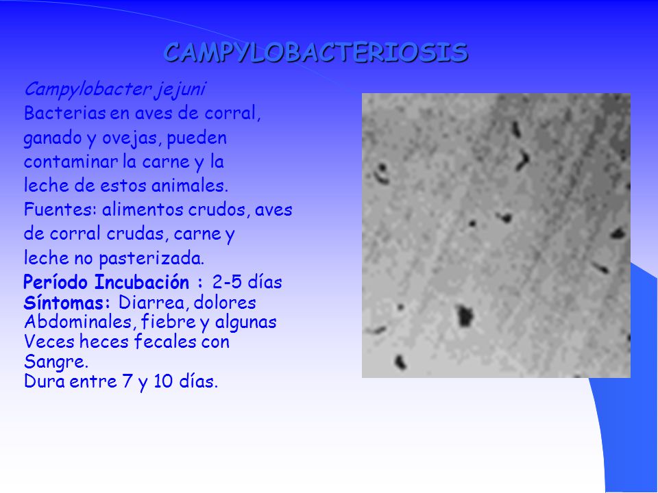 CAMPYLOBACTERIOSIS Campylobacter jejuni Bacterias en aves de corral,