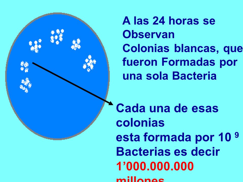 Cada una de esas colonias esta formada por 10 9 Bacterias es decir