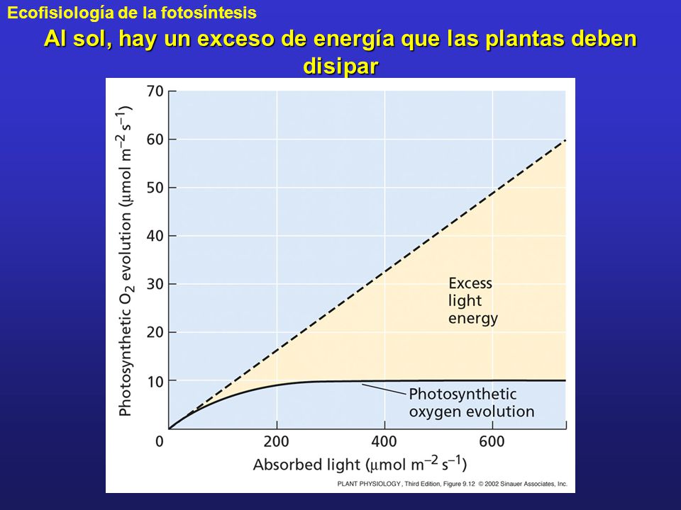 Al sol, hay un exceso de energía que las plantas deben disipar