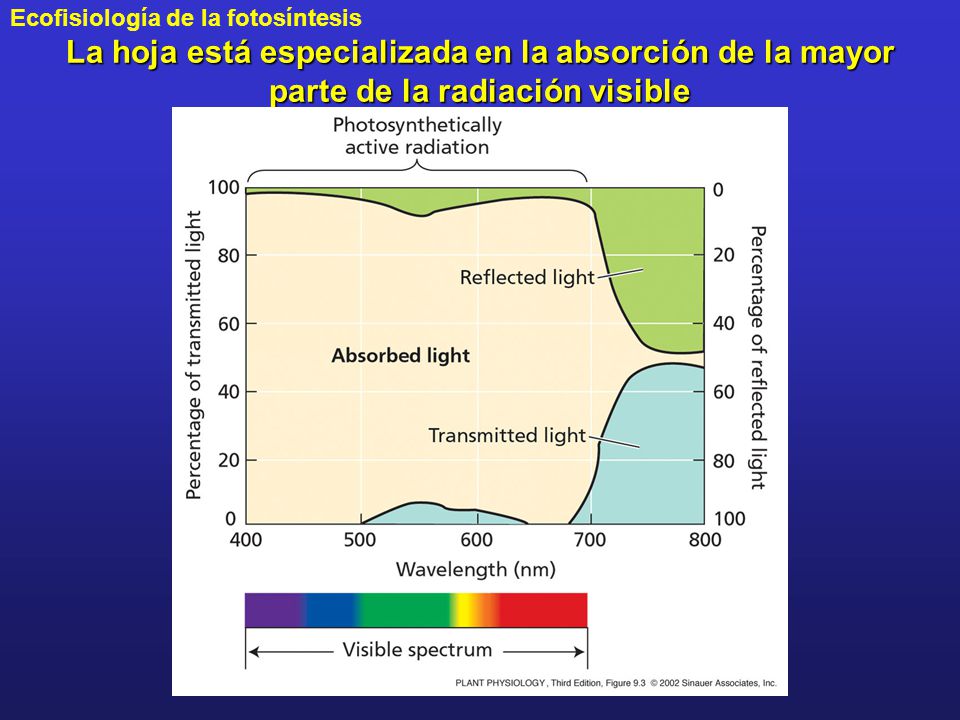 La hoja está especializada en la absorción de la mayor parte de la radiación visible