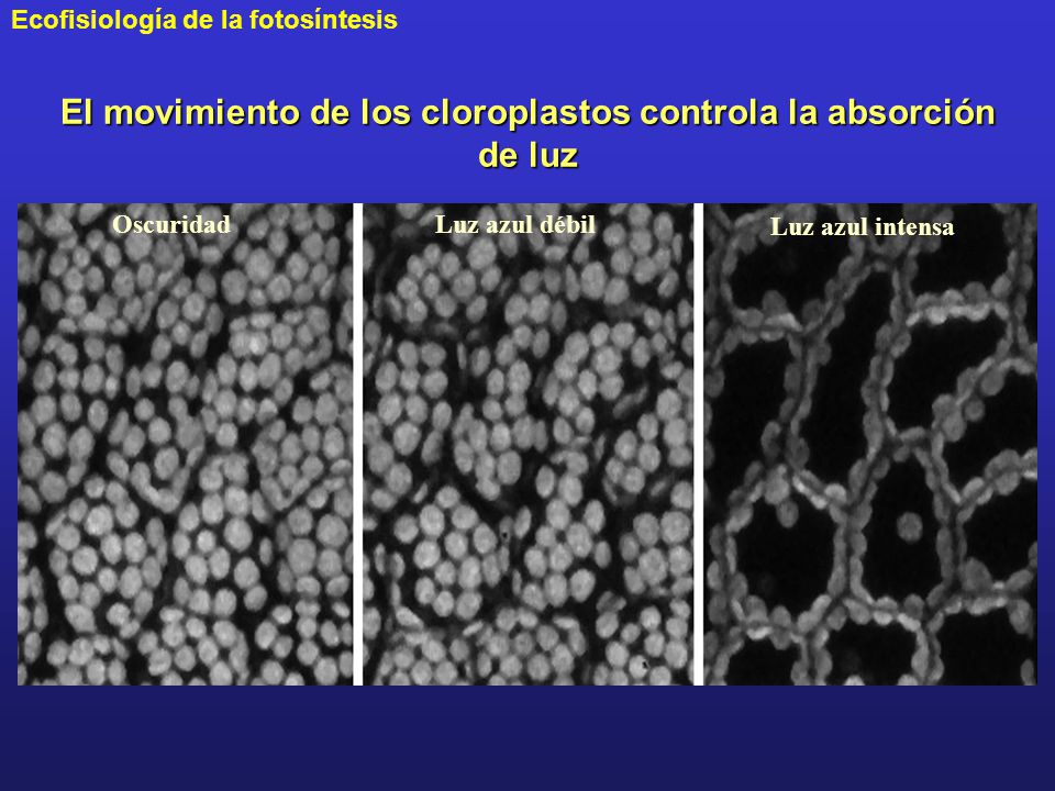 El movimiento de los cloroplastos controla la absorción de luz