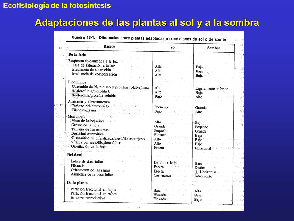 Adaptaciones de las plantas al sol y a la sombra