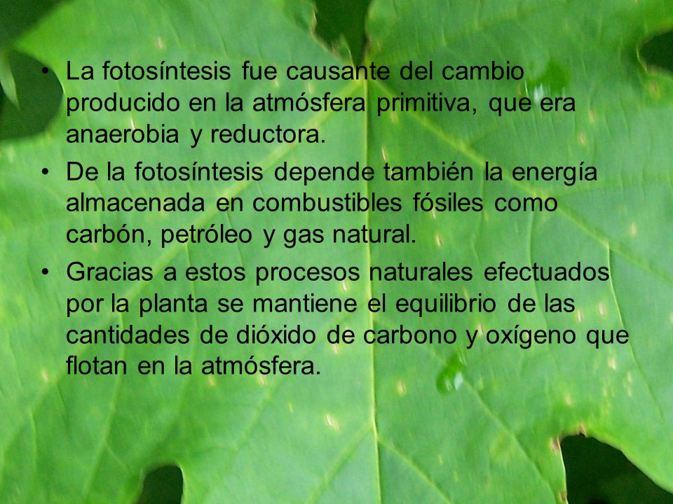 La fotosíntesis fue causante del cambio producido en la atmósfera primitiva, que era anaerobia y reductora.