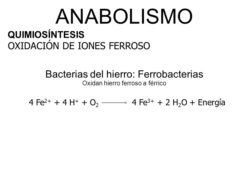 ANABOLISMO QUIMIOSÍNTESIS. OXIDACIÓN DE IONES FERROSO. Bacterias del hierro: Ferrobacterias Oxidan hierro ferroso a férrico.