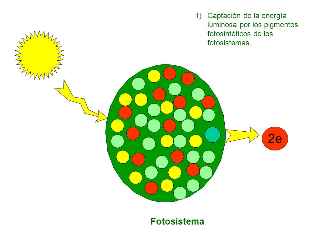 Captación de la energía luminosa por los pigmentos fotosintéticos de los fotosistemas.