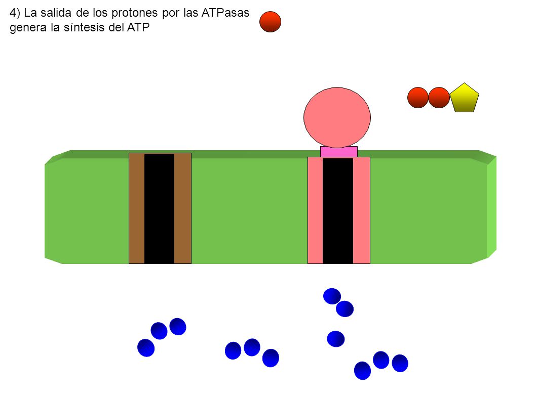 4) La salida de los protones por las ATPasas genera la síntesis del ATP