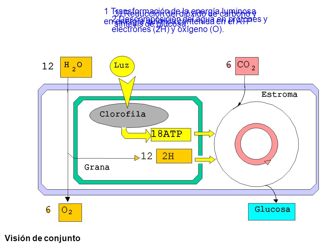 1 Transformación de la energía luminosa en energía química contenida en el ATP