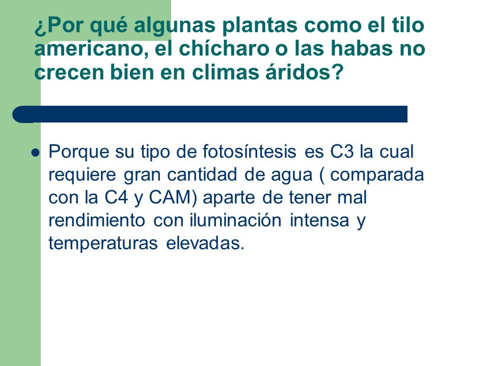 ¿Por qué algunas plantas como el tilo americano, el chícharo o las habas no crecen bien en climas áridos