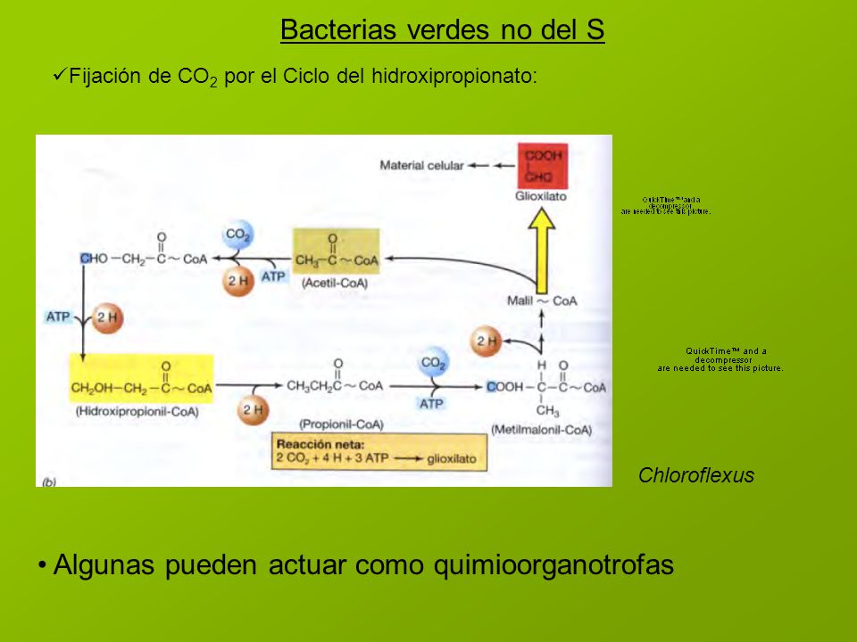Bacterias verdes no del S