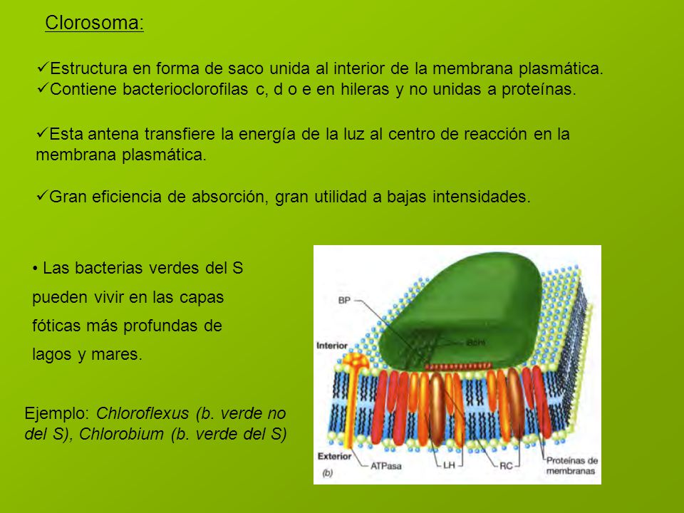 Clorosoma: Estructura en forma de saco unida al interior de la membrana plasmática.