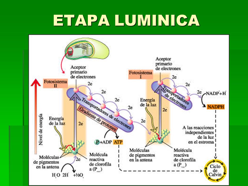 ETAPA LUMINICA