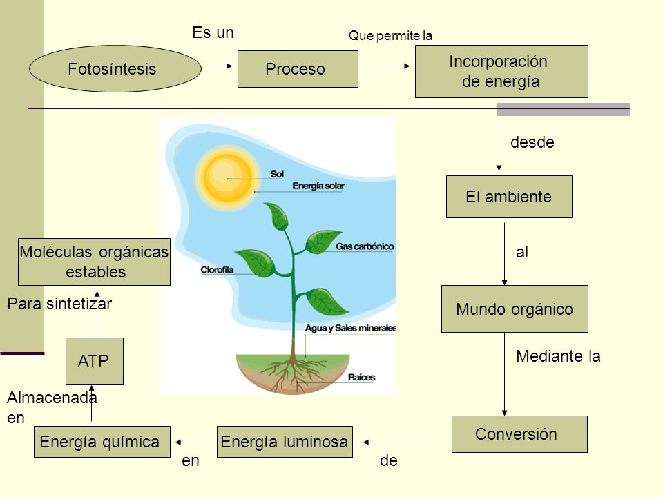 Es un Fotosíntesis Incorporación de energía Proceso desde El ambiente