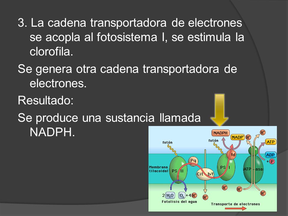 3. La cadena transportadora de electrones se acopla al fotosistema I, se estimula la clorofila.