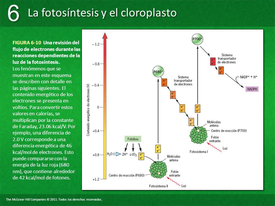 FIGURA 6-10 Una revisión del flujo de electrones durante las reacciones dependientes de la luz de la fotosíntesis.