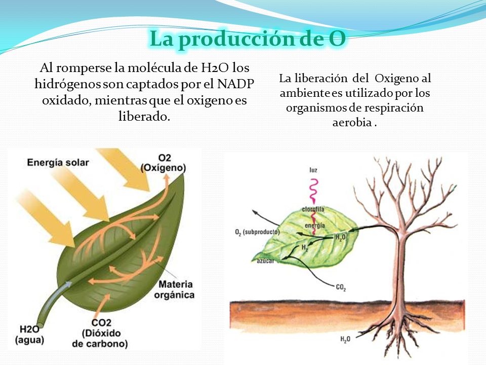 La producción de O Al romperse la molécula de H2O los hidrógenos son captados por el NADP oxidado, mientras que el oxigeno es liberado.