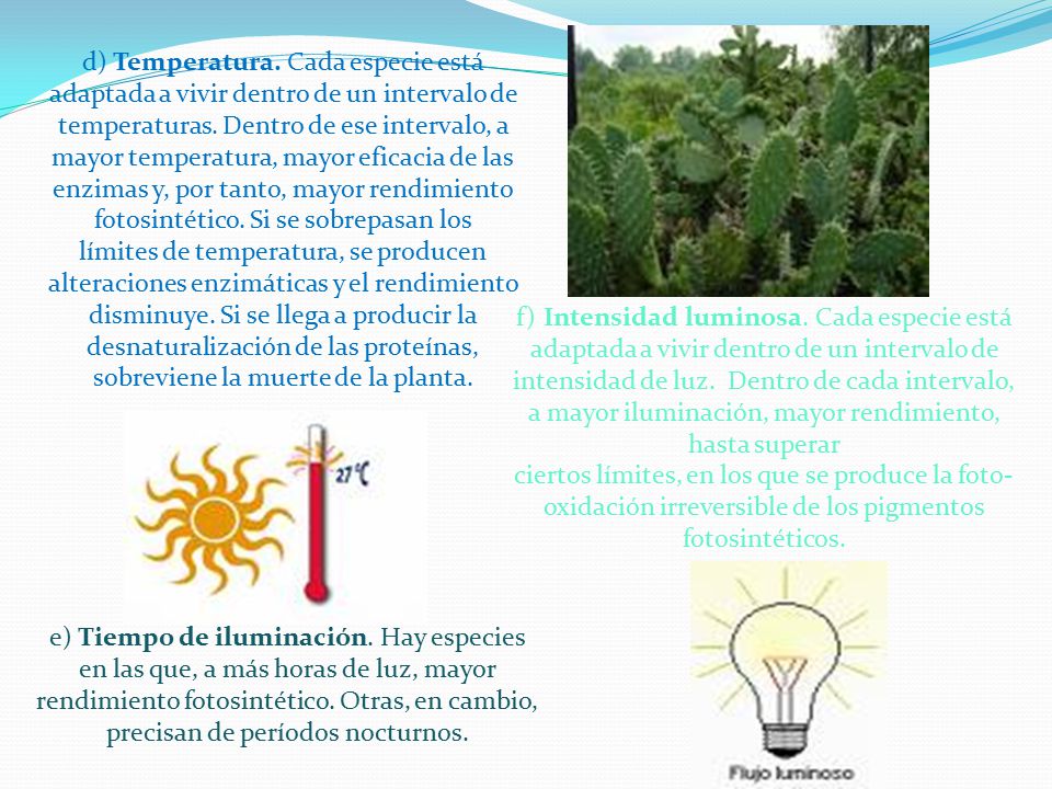 d) Temperatura. Cada especie está adaptada a vivir dentro de un intervalo de temperaturas. Dentro de ese intervalo, a mayor temperatura, mayor eficacia de las enzimas y, por tanto, mayor rendimiento fotosintético. Si se sobrepasan los