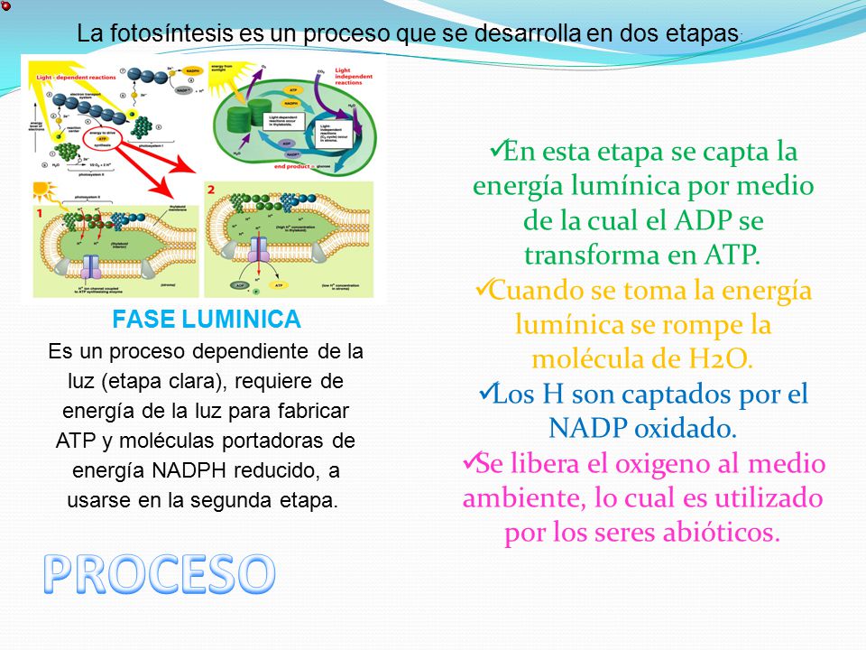 La fotosíntesis es un proceso que se desarrolla en dos etapas: