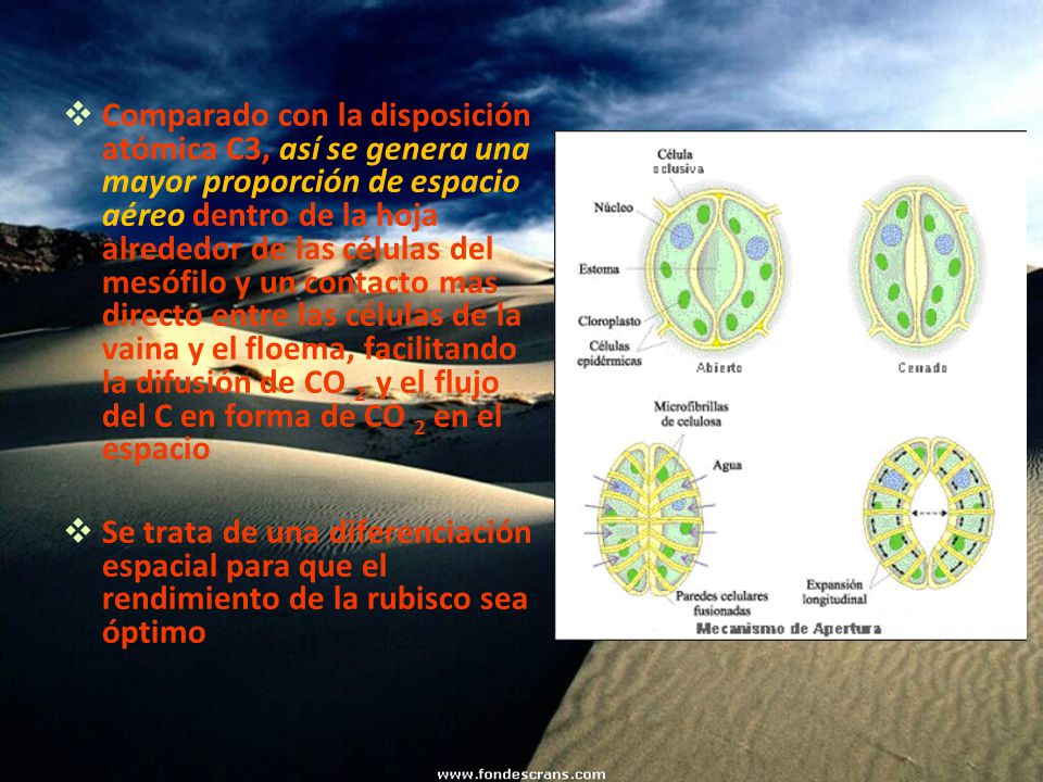 Comparado con la disposición atómica C3, así se genera una mayor proporción de espacio aéreo dentro de la hoja alrededor de las células del mesófilo y un contacto mas directo entre las células de la vaina y el floema, facilitando la difusión de CO 2 y el flujo del C en forma de CO 2 en el espacio