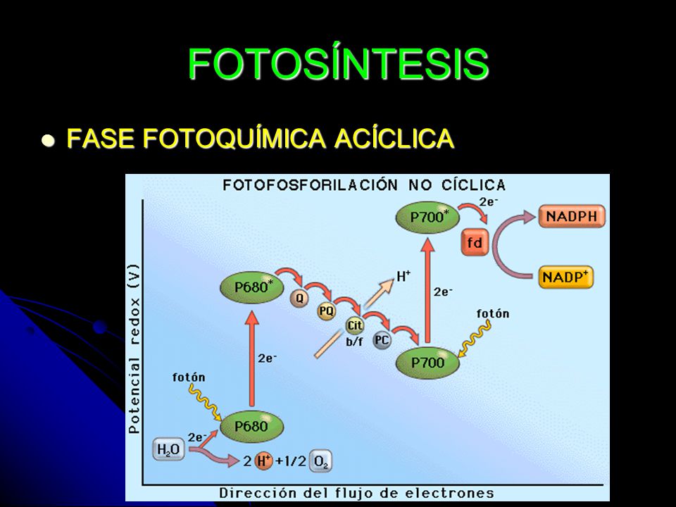FOTOSÍNTESIS FASE FOTOQUÍMICA ACÍCLICA