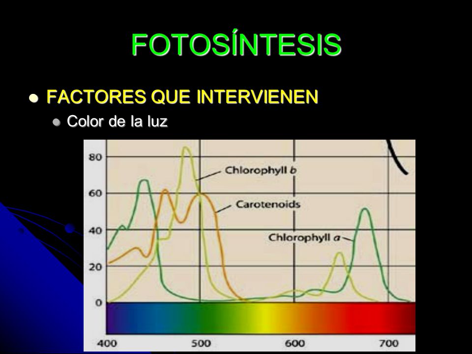 FOTOSÍNTESIS FACTORES QUE INTERVIENEN Color de la luz 6
